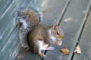 An70 Squirrel